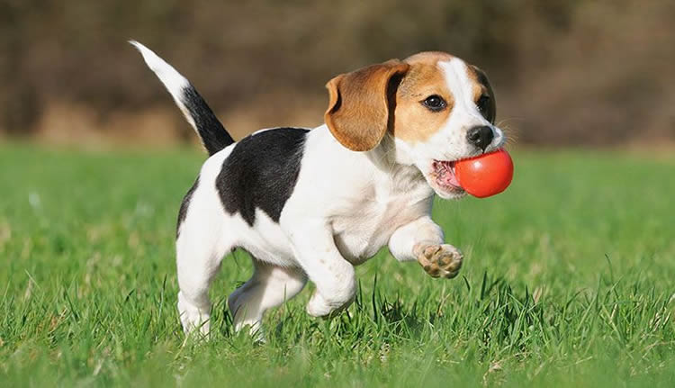 Photograph of a cute puppy running with a red ball on his mouth