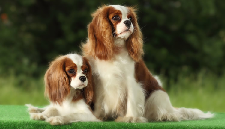 Photograph of a pair of beautiful brown and white dogs