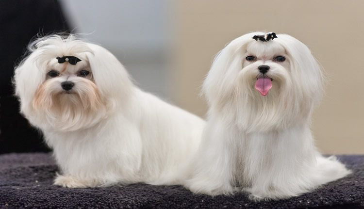 Photograph of a pair of white dogs looking serious