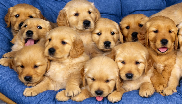 Pohtograph of 10 very young puppies all cruntched up together