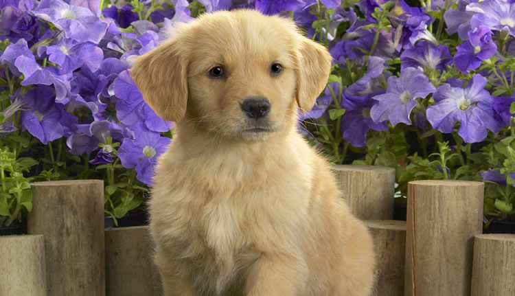 Photograph of a lovely puppy possing for a picture